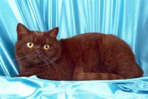 Популярна британська короткошерста кішка основні відомості про яку містять розповідь про темперамент тварини, може стати справжнім членом сім'ї