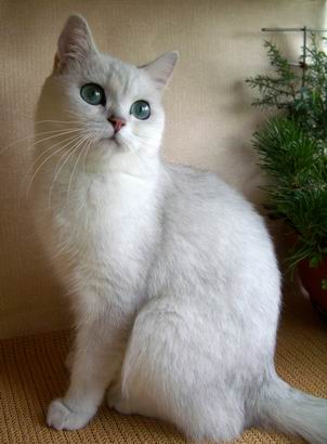 Шиншиловий забарвлення британських кішок був виведений на підставі перських шиншил
