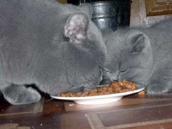 Основне харчування британських кішок буває двох видів: