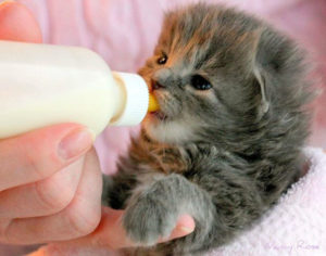 Кошенятам до 4 місяців дозволяється давати молоко, яке в подальшому замінюється на кисломолочні нежирні продукти: ряжанку, кефір, сир, натуральні йогурти