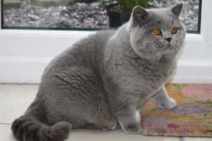 Здорові і доглянуті британські кішки догляд і харчування, безсумнівно, отримують від дбайливих господарів