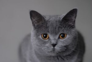 Дізнавшись, чим відрізняється британська порода кішок від шотландської породи за зовнішніми ознаками, варто вивчити відмінності в темпераменті тварин