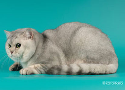 Надто м'яка, дуже довга або прилегла щільно шерсть є недоліком британської кішки