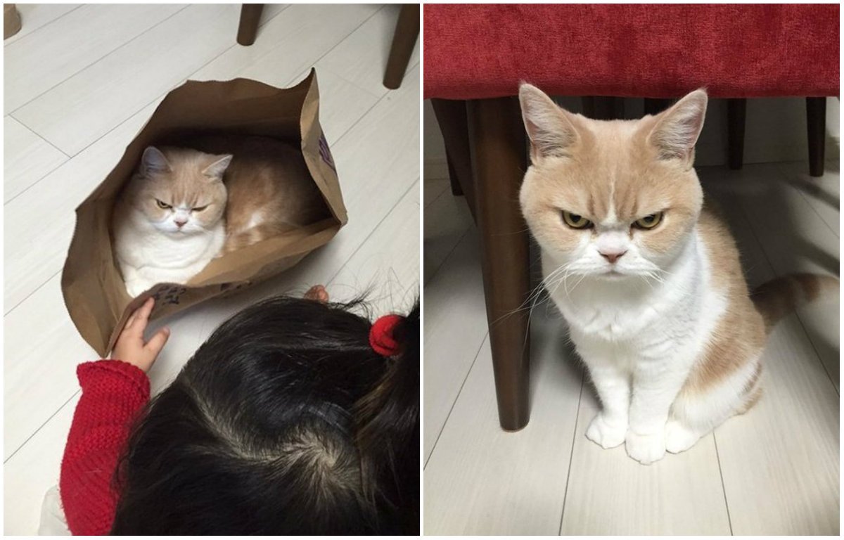 Наприклад, самий сердитий кіт Японії - Коюкі