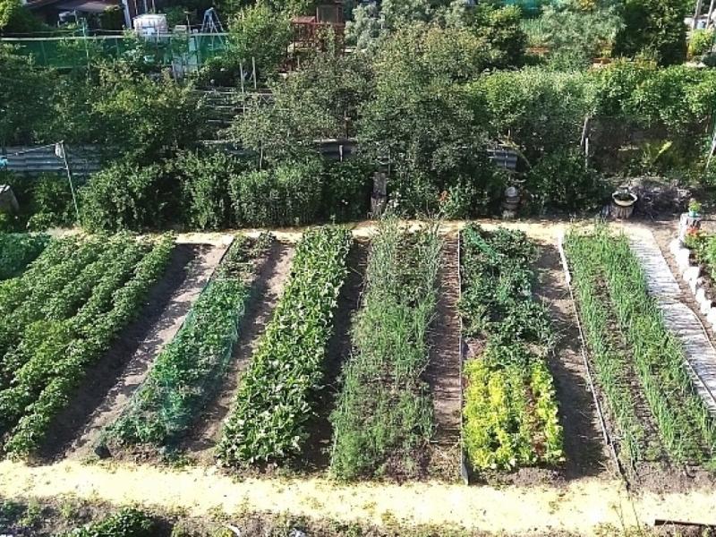  урожая для сада и огорода