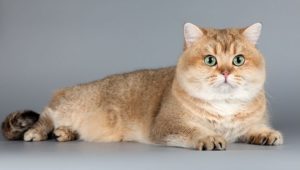 Породиста британська короткошерста кішка купити яку можна в авторитетному розпліднику, відрізняється міцним здоров'ям