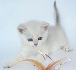 Батьківщина: Великобританія   Срібляста шиншила - це незвичайної краси кішка