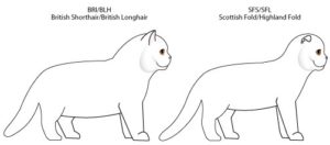 За окрасу і довжині вовни коти також можуть відрізнятися