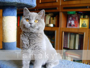 Забарвлення британців: Найпопулярніший забарвлення британських кішок - це класичний блакитний і ліловий