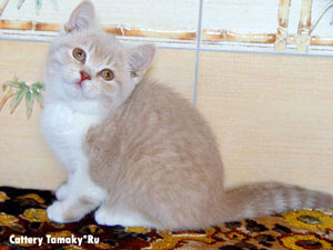Біле забарвлення - Британські короткошерсті кішки білого кольору мають три різновиди: з помаранчевими і блакитними очима, різноокі